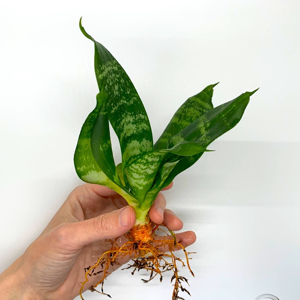 Small Snake Plant
